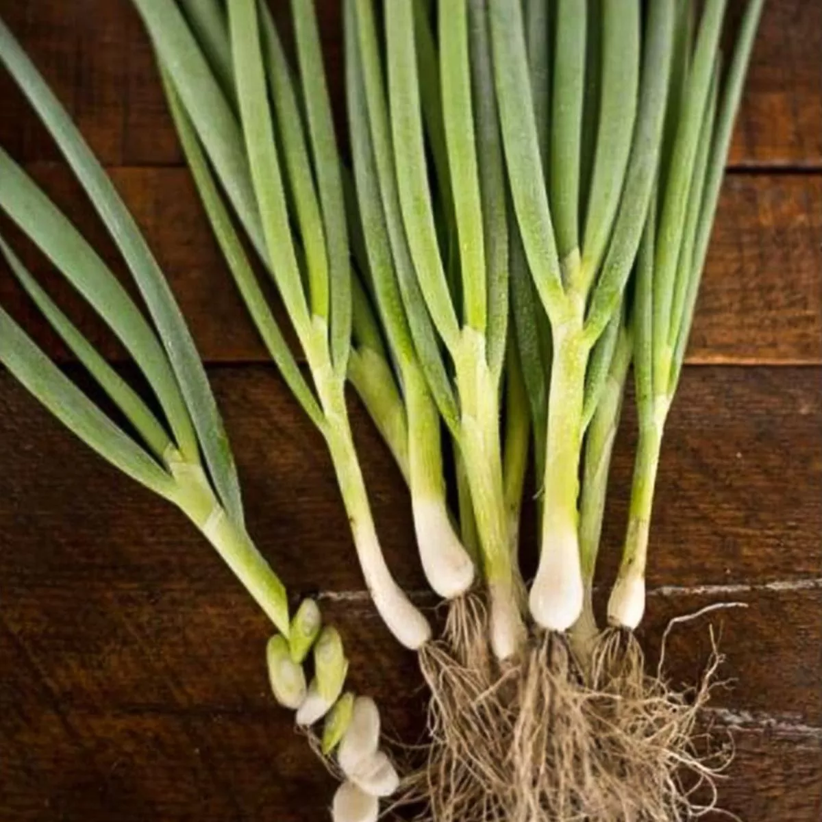 Warrior Bunching Onion (60 Days)