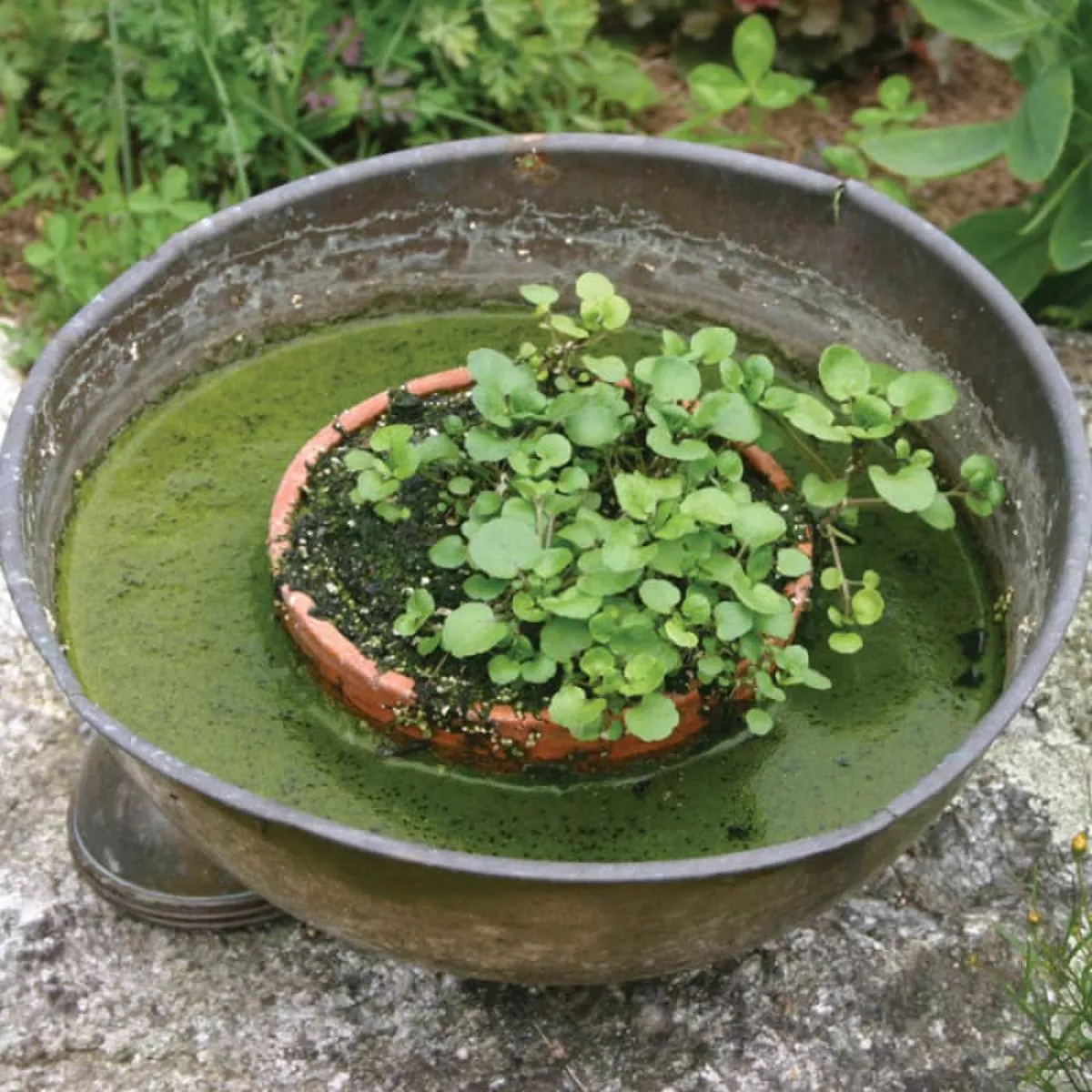 Watercress (50 Days)