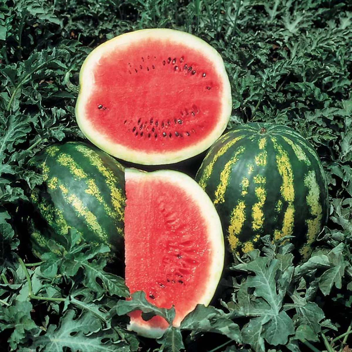 Watermelon Crimson Sweet Seed