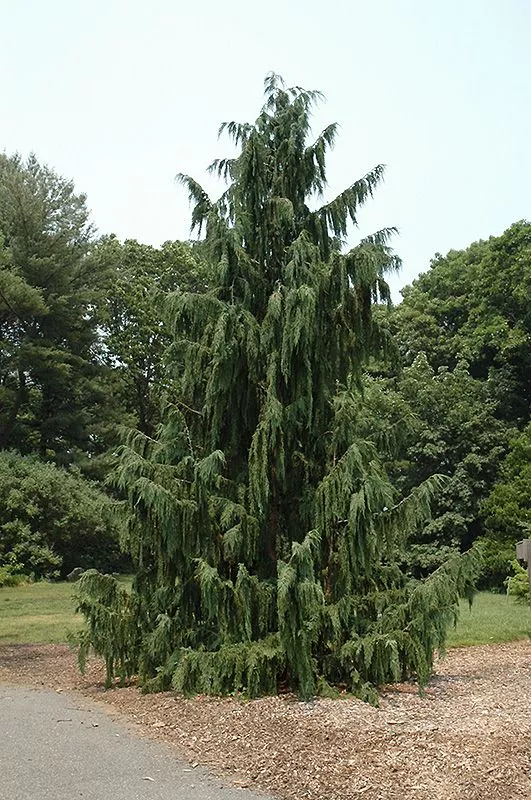 Weeping Nootka Cypress (Chamaecyparis nootkatensis ‘Pendula’) – 90cm – 5 Gallon Potted Tree