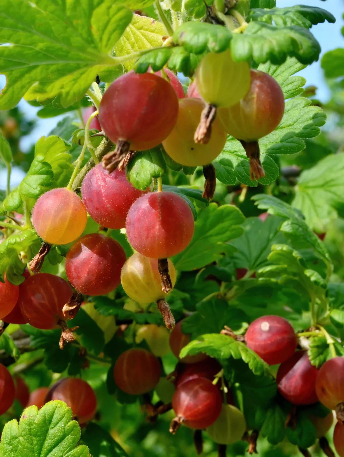Welcome Gooseberry – Bareroot (1′-2′)