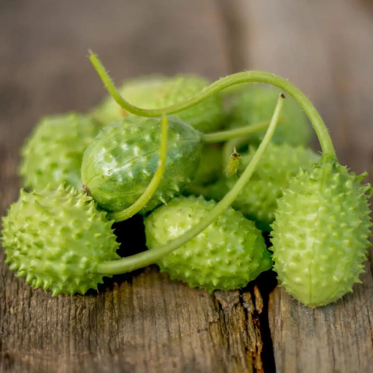 West India Gherkin Cucumber (Heirloom, 65 days)