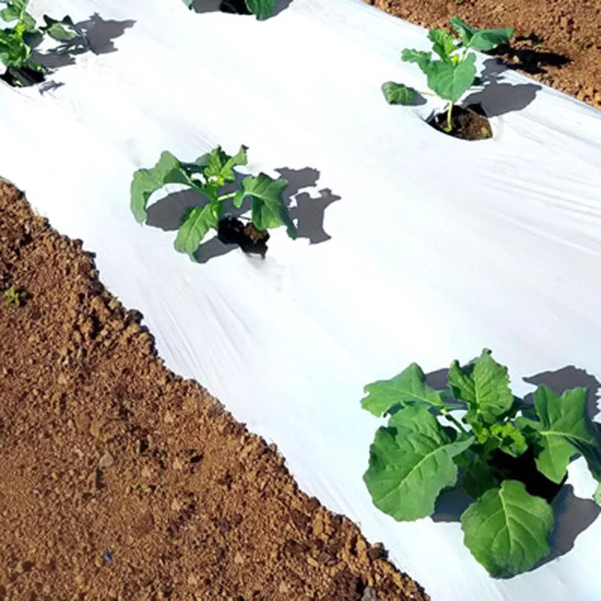 White on Black Plastic Mulch 4 ’ x 3000 ’ 1.25 mil.