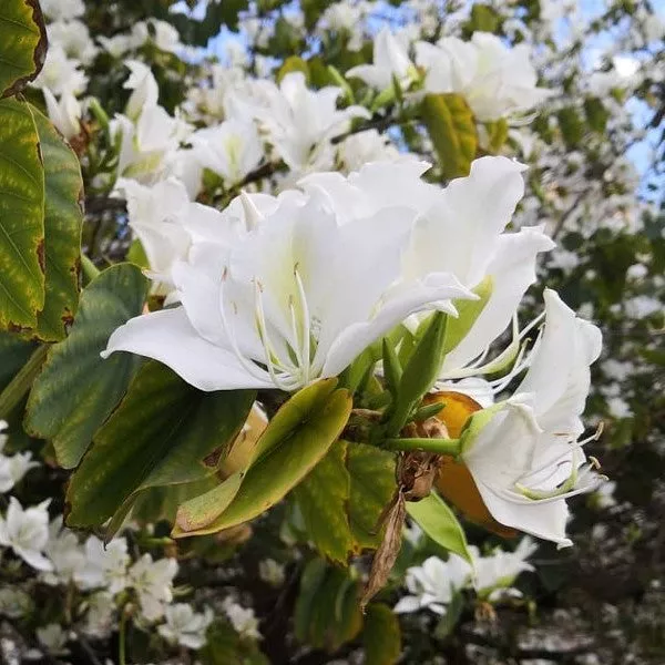 White Orchid Tree – 25 Gallon ( 6 – 7 ft. )