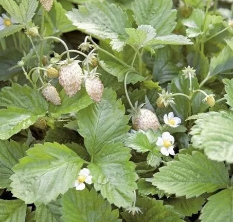 White Solemacher Alpine Strawberry – 4″ Pot