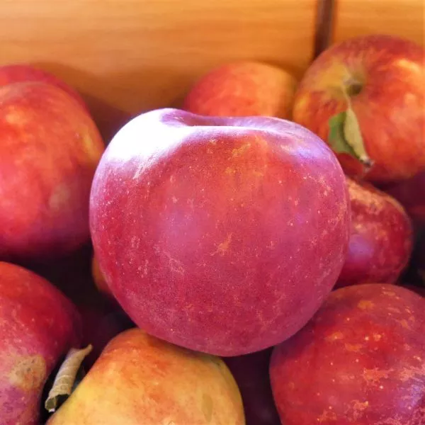Winesap Apple Tree – 3-4 Feet Bareroot
