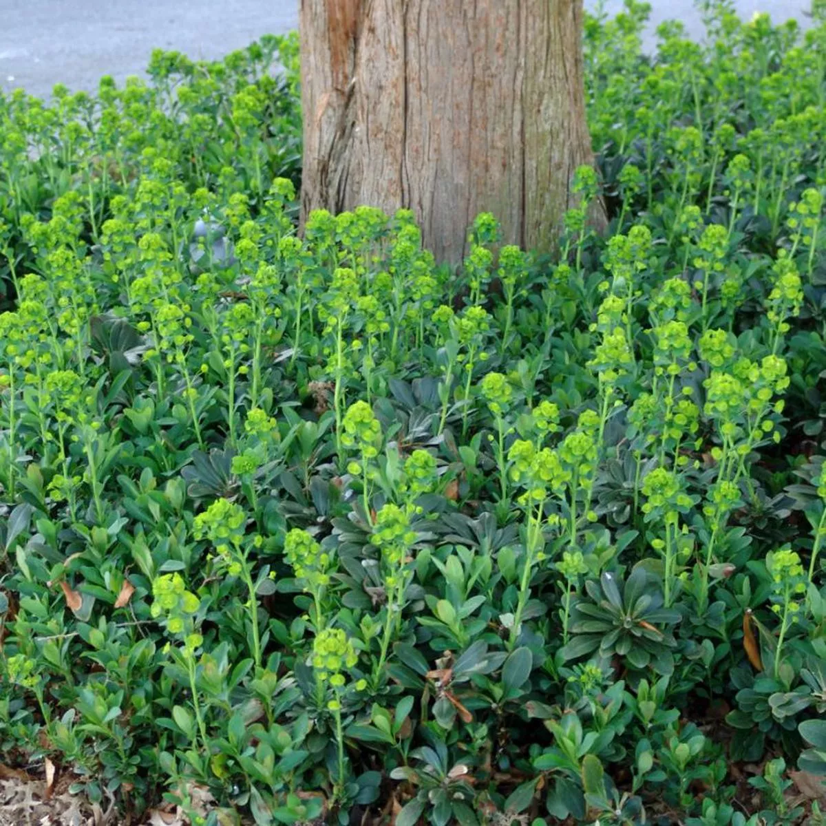 Wood Spurge (Euphorbia)
