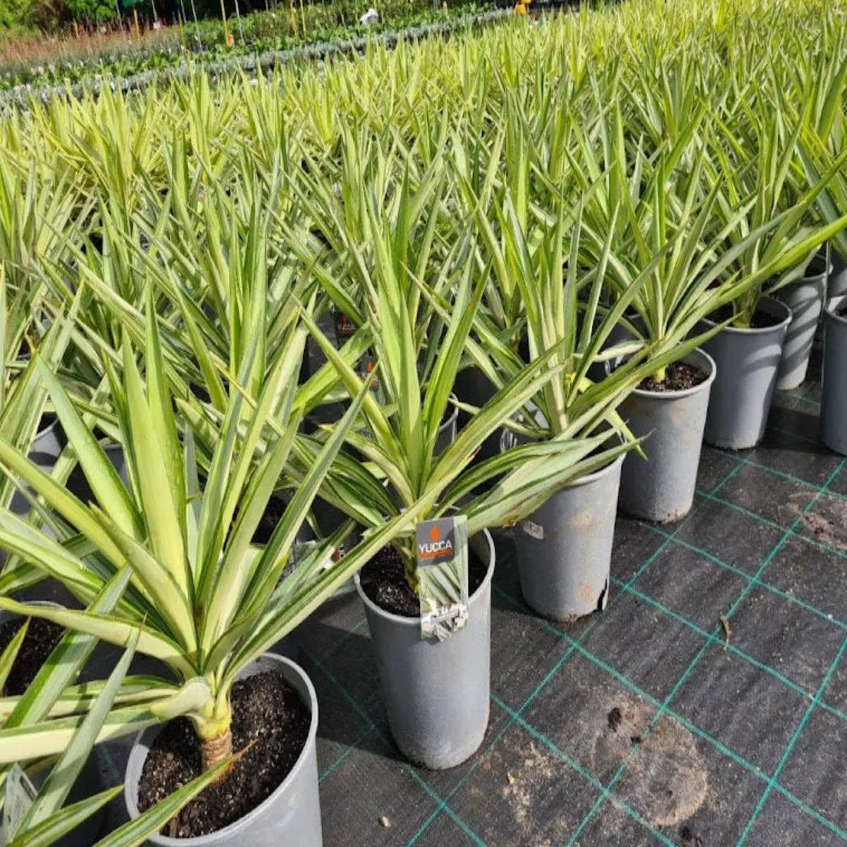 Yucca elephantipes’Silver Star ’ (Spineless Yucca)
